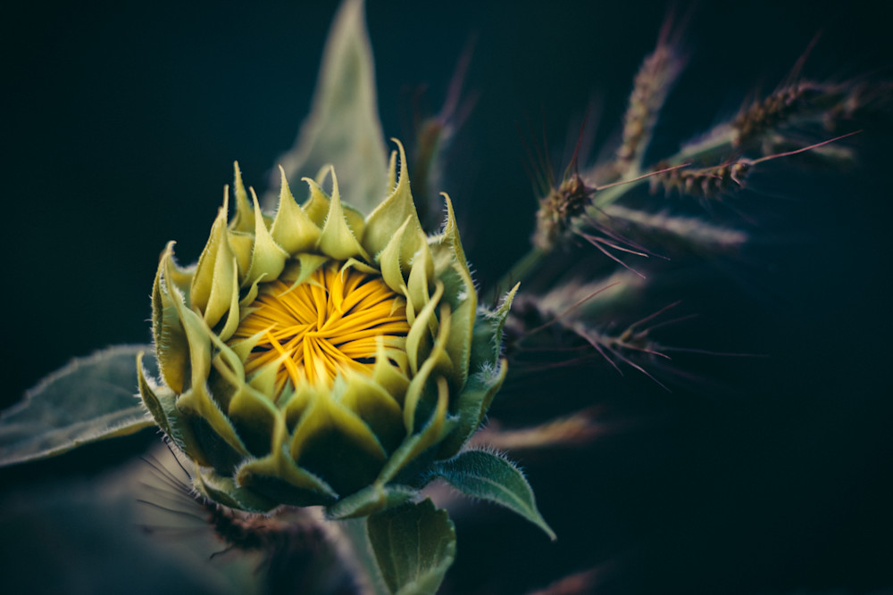Opening, Sunflower Photography Art | Kim Clune, Photographer Untamed