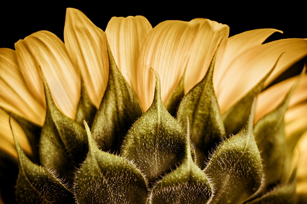 Rear View, Sunflower Photography Art | Kim Clune Photography