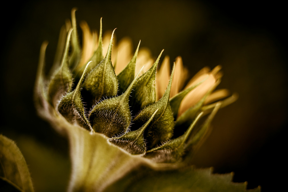 Young Sunflower Photography Art | Kim Clune, Photographer Untamed