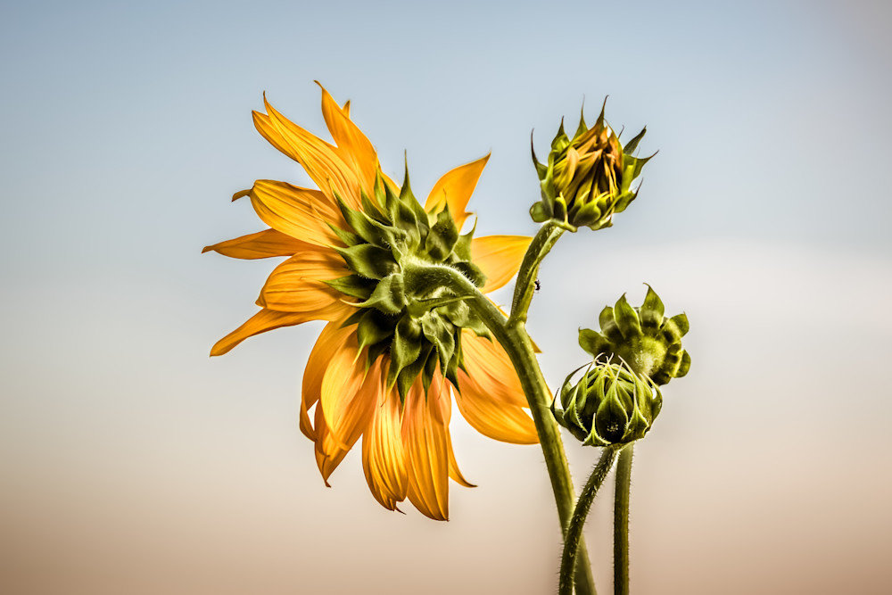 Sunflower Sway Photography Art | Kim Clune Photography