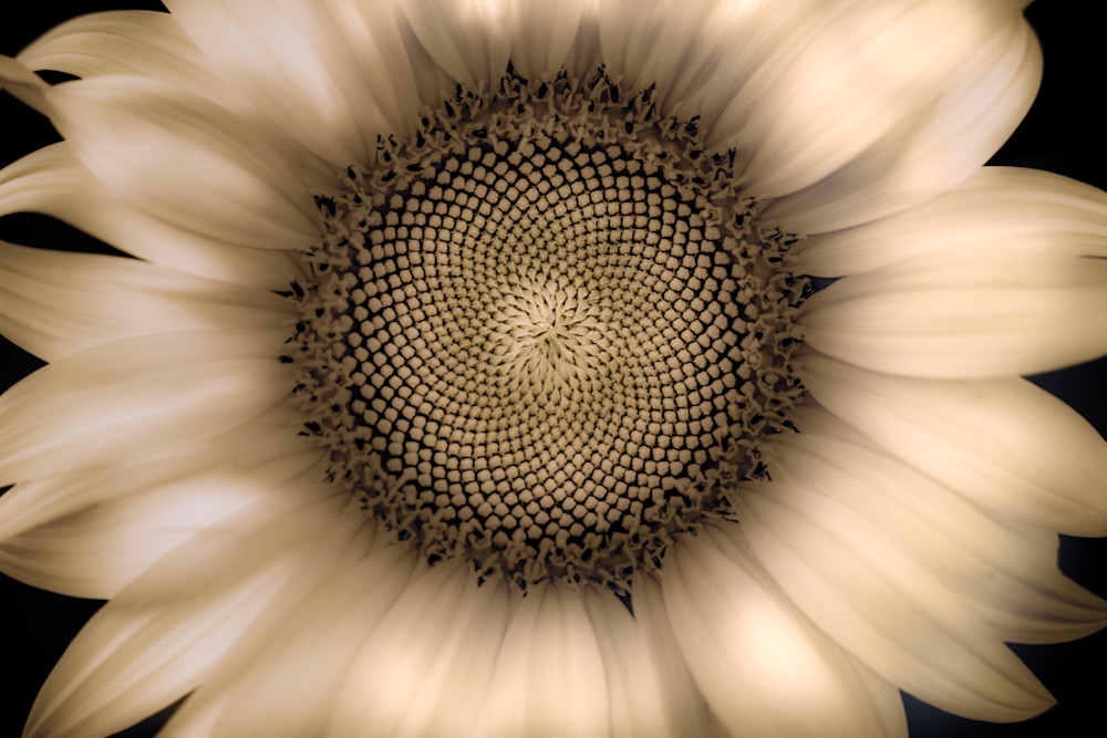 Sunflower Glow Photography Art | Kim Clune, Photographer Untamed