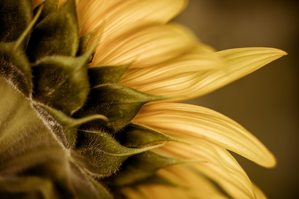 Sunflower Petals Photography Art | Kim Clune, Photographer Untamed
