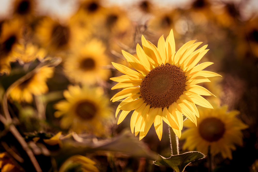 Sweet Sunflowers 014 Photography Art | Kim Clune, Photographer Untamed