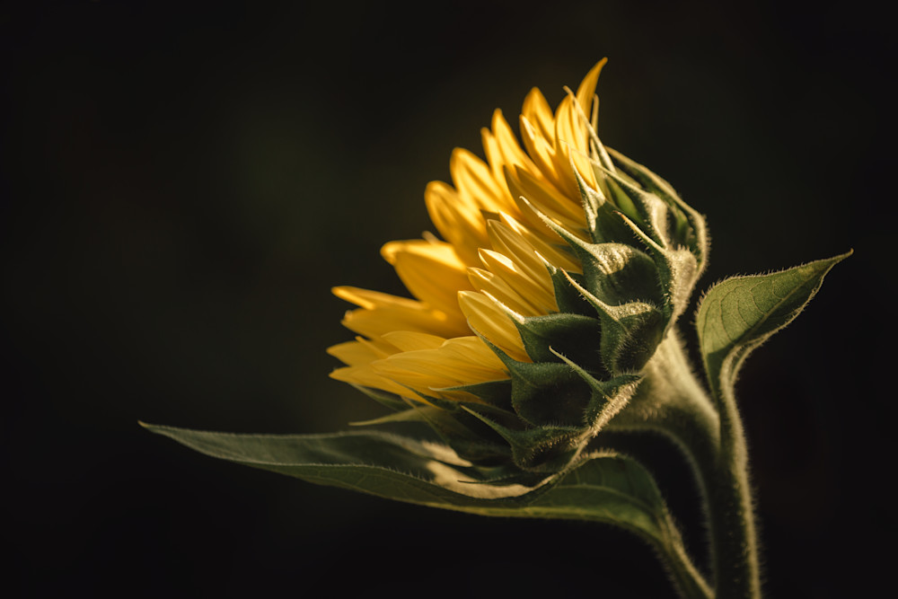 Sunlit Sunflower Photography Art | Kim Clune, Photographer Untamed
