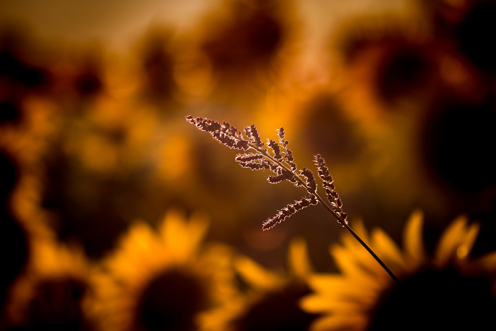 Sunflower Friends Photography Art | Kim Clune, Photographer Untamed