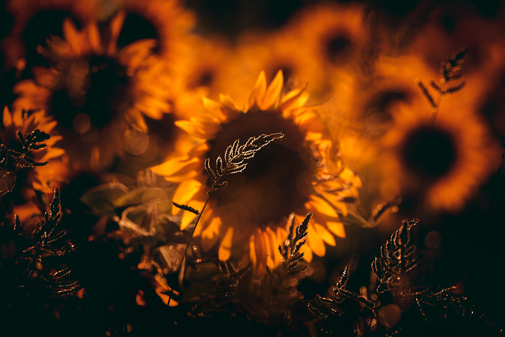 Sunflower Frame Photography Art | Kim Clune, Photographer Untamed