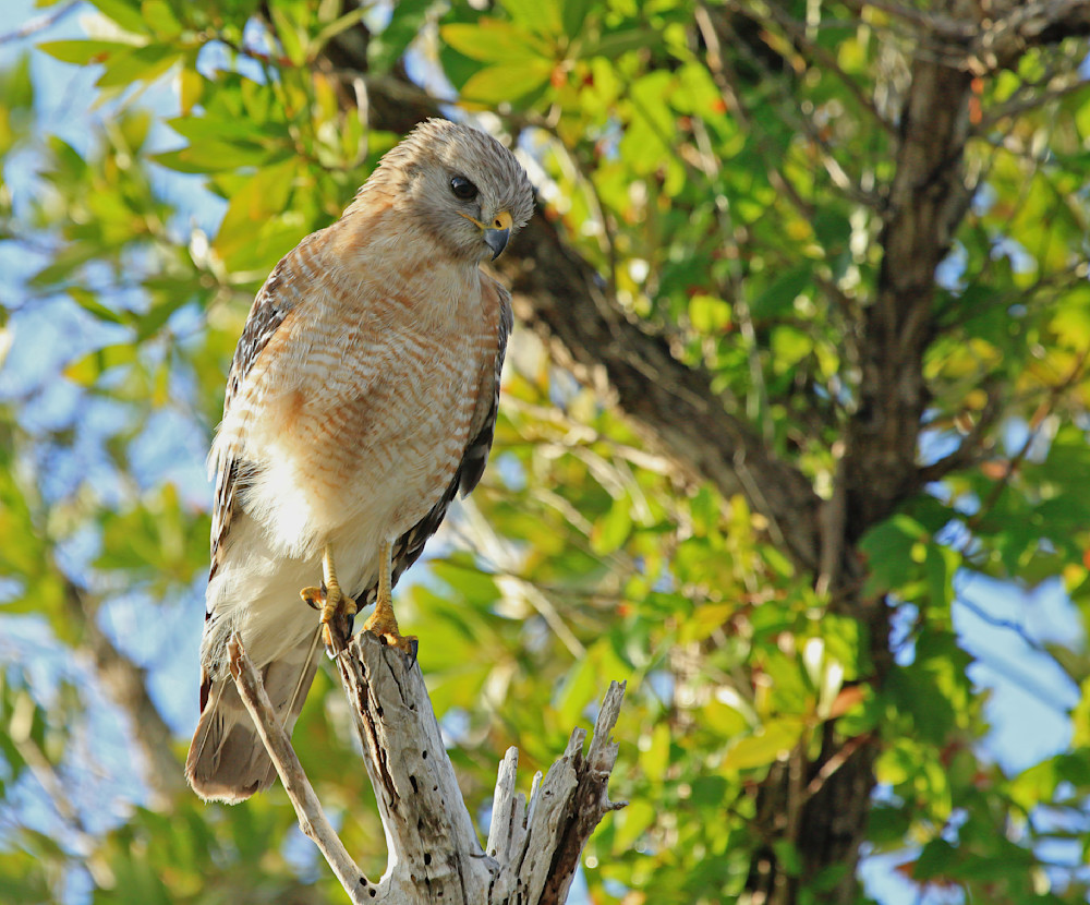 Red Shouldered Hawk In The Everglades Photography Art | johnnelson