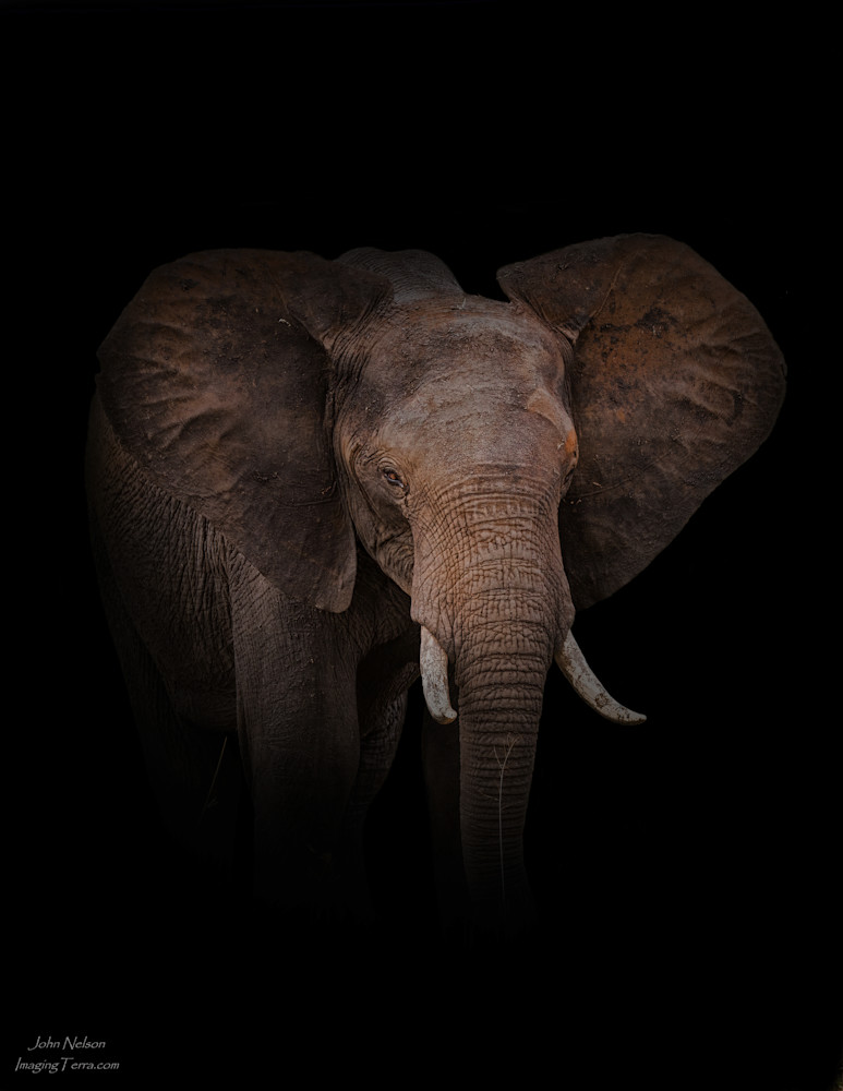 African Elephant On Black Photography Art | johnnelson