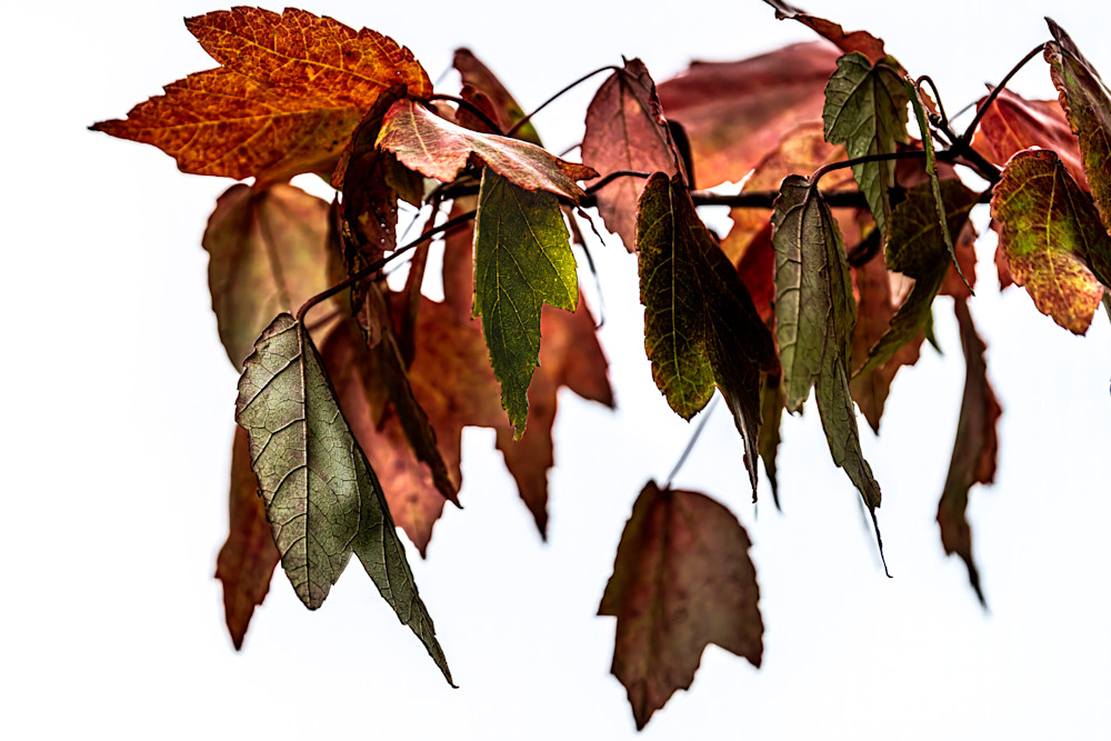 Changing Leaves 2 Photography Art | LeatherMark Productions
