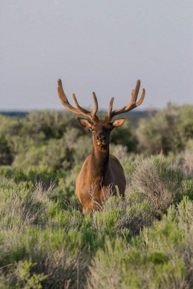 Elk In Felt Photography Art | PS Ventures