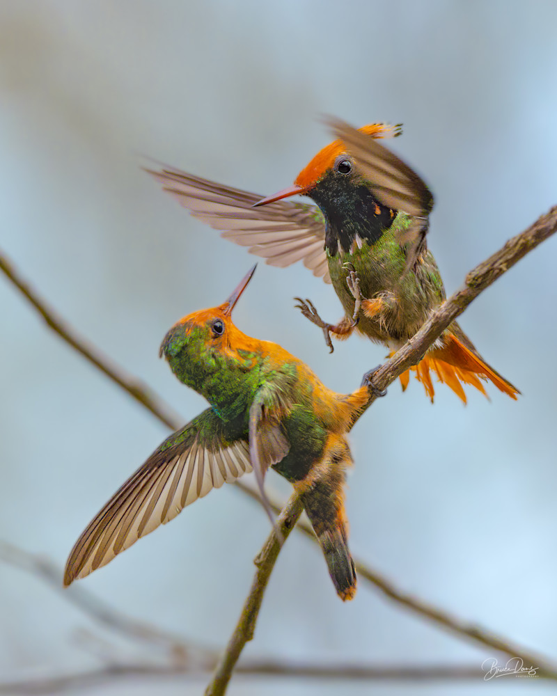 Rufous Crested Coquette Hummingbirds