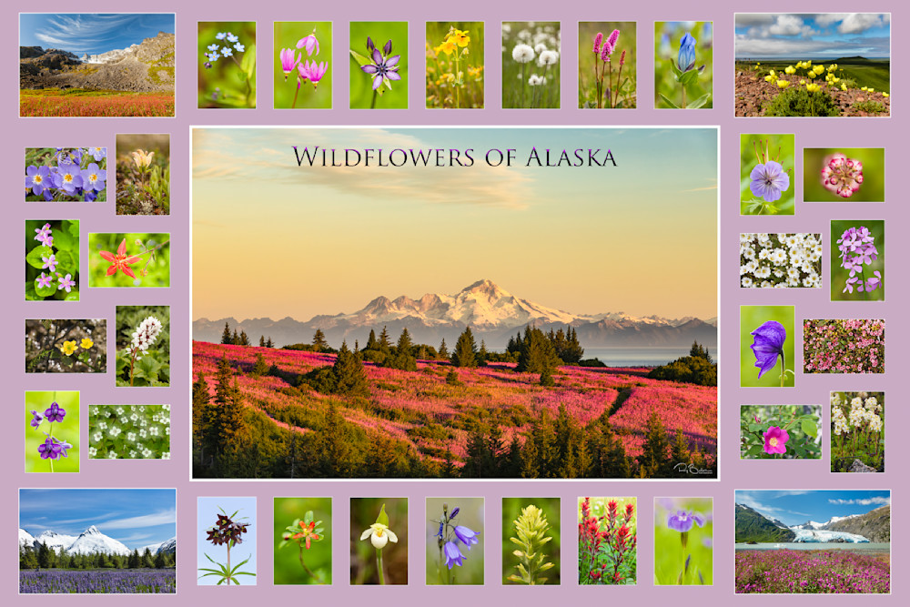Collage of Alaska wildflowers.