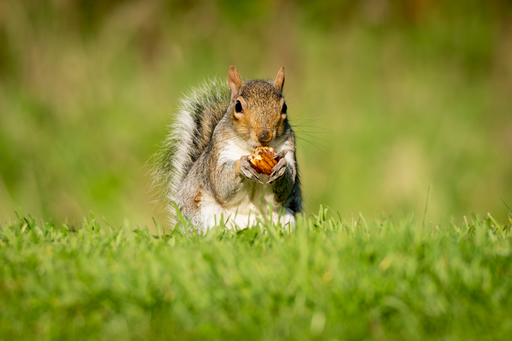 Nutty Squirrel Photography Art | Kelly Nine Photography