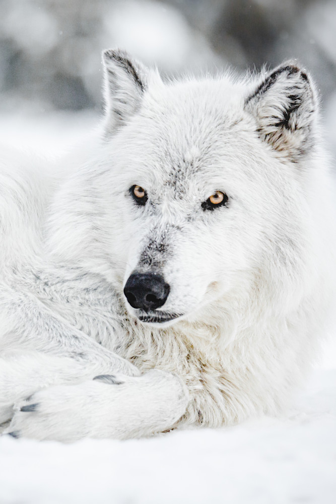 Wolf In Repose Photography Art | Kim Clune, Photographer Untamed