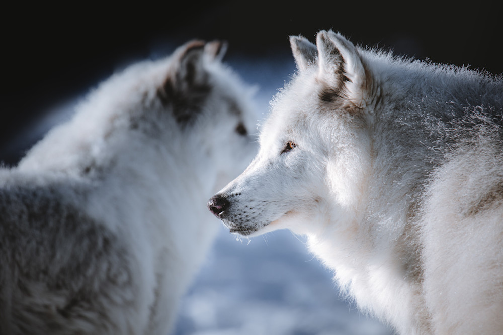 Packmates, West Yellowstone Photography Art | Kim Clune, Photographer Untamed