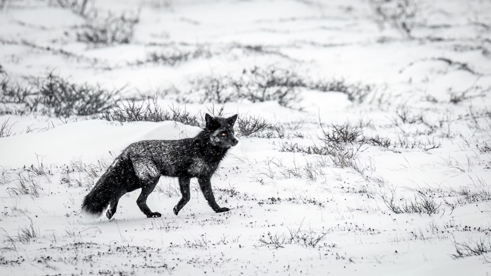 Fox Trot, Churchill, Manitoba Photography Art | Kim Clune, Photographer Untamed