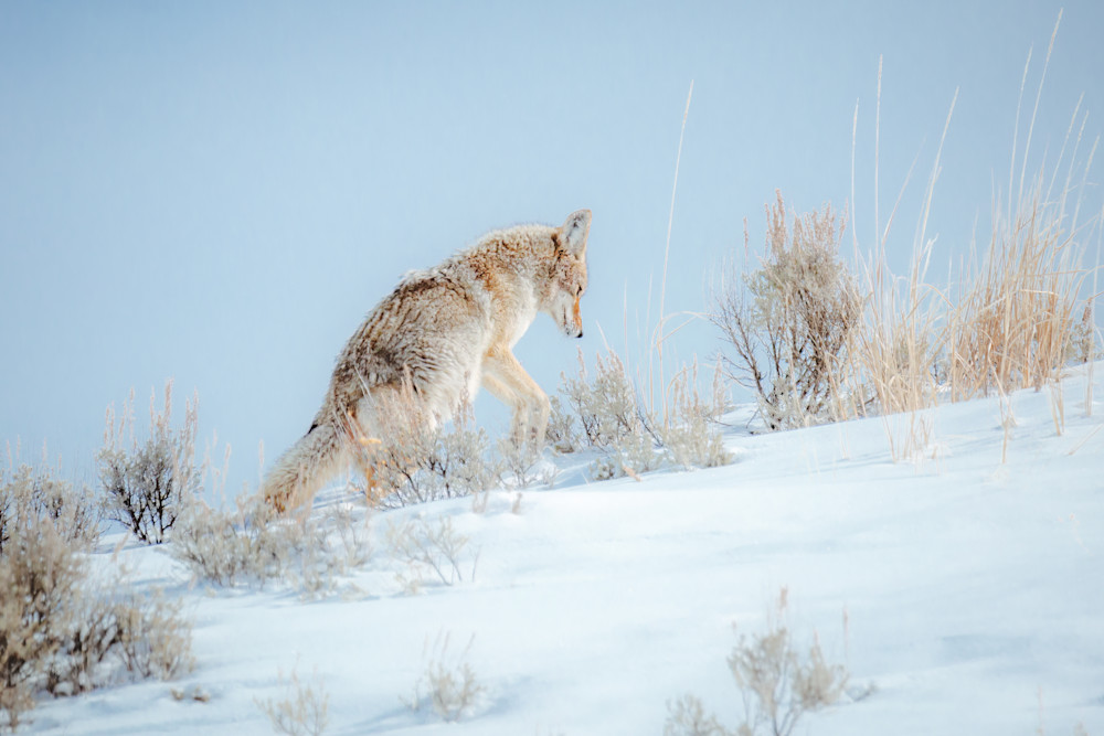 Coyote Pounce, Yellowstone Photography Art | Kim Clune, Photographer Untamed