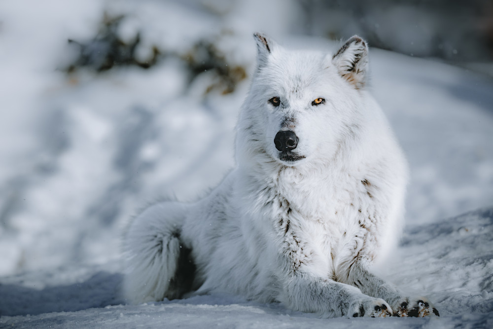 Snow Bathing Wolf, Montana Photography Art | Kim Clune, Photographer Untamed