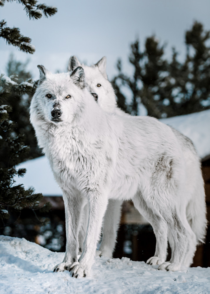 Wolf Mates, Montana Photography Art | Kim Clune, Photographer Untamed