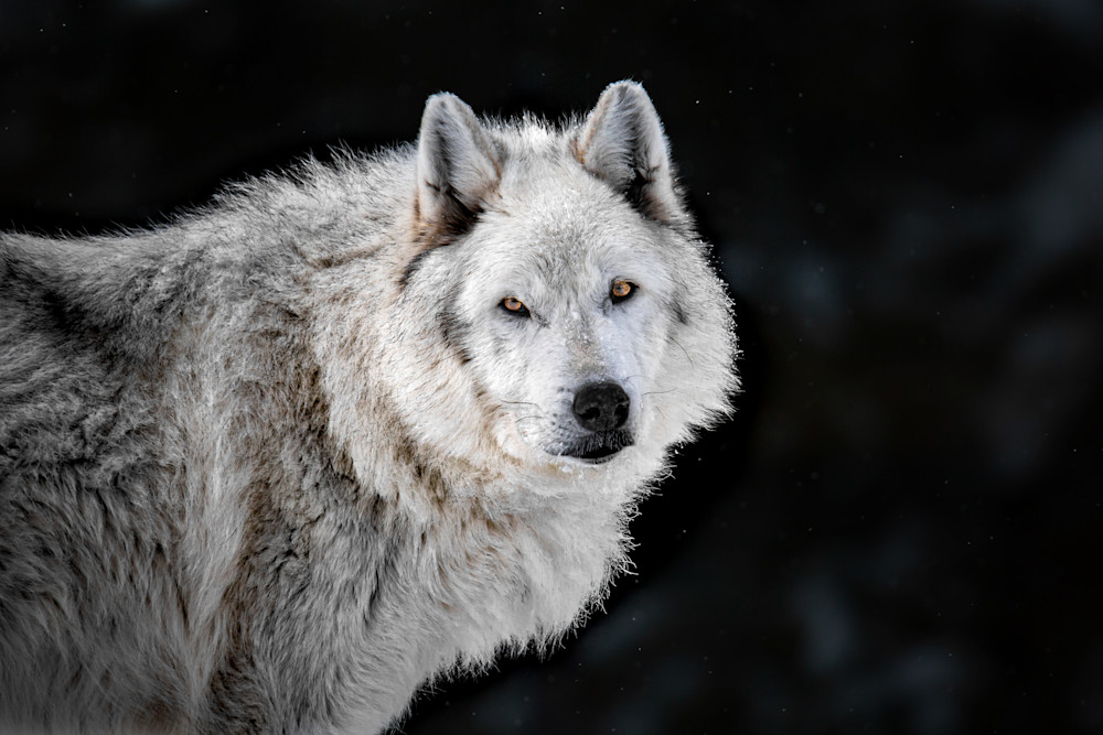 Gray Wolf Muzzle, Montana Photography Art | Kim Clune, Photographer Untamed