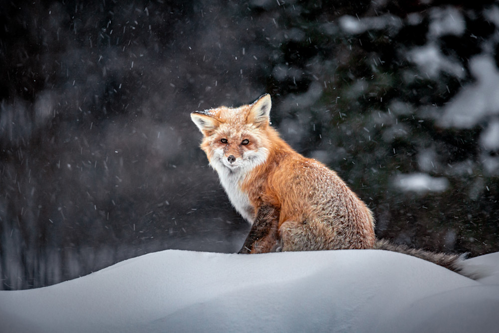Red Fox, Cooke City Photography Art | Kim Clune, Photographer Untamed