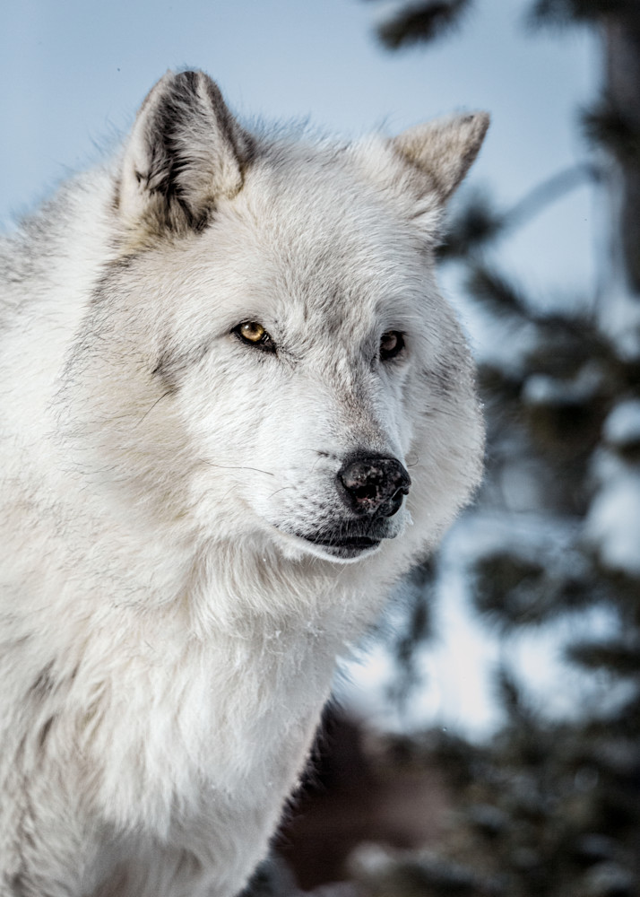 Wolf Gaze, Montana Photography Art | Kim Clune, Photographer Untamed
