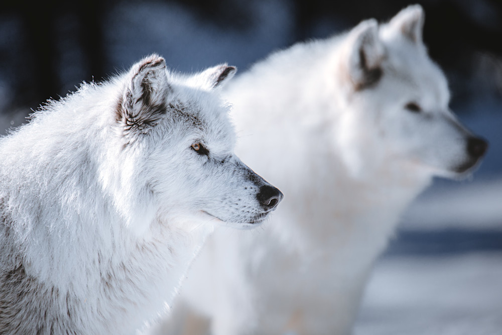 Paired Perfection, Gray Wolves Photography Art | Kim Clune, Photographer Untamed