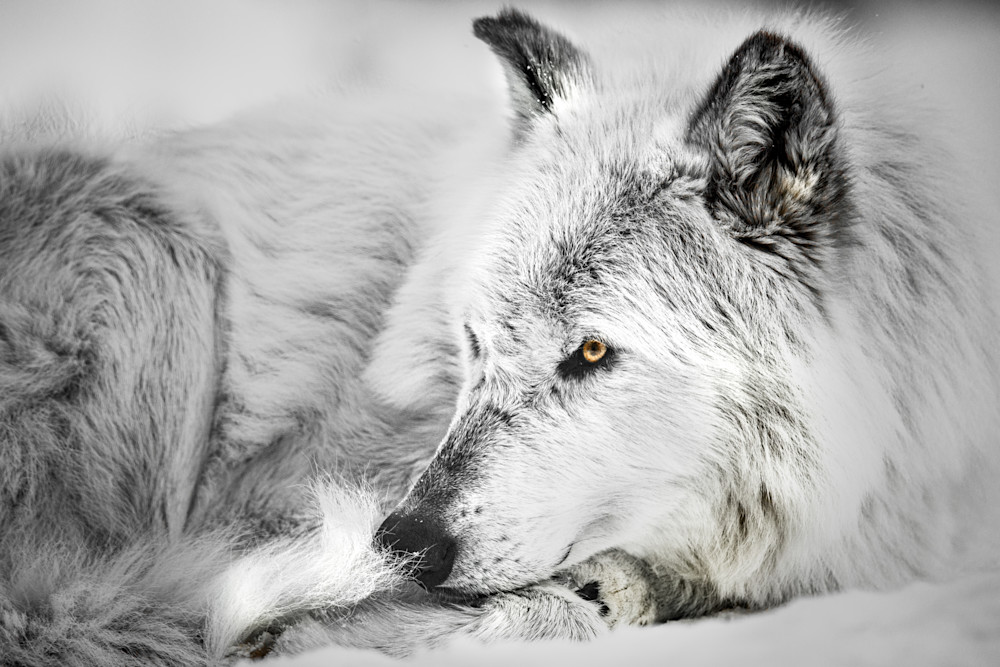 Wolf Watch, Montana Photography Art | Kim Clune, Photographer Untamed