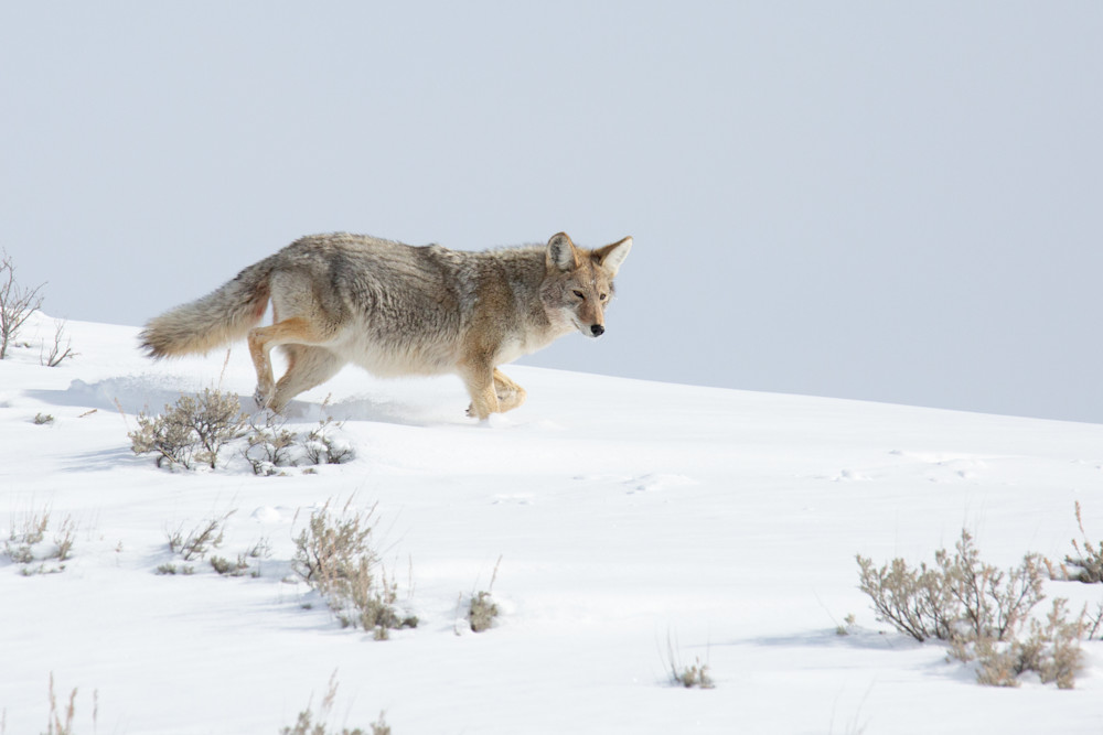 Expectant Coyote, Yellowstone Photography Art | Kim Clune, Photographer Untamed
