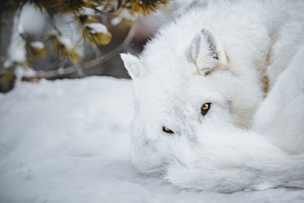 Chilly Wolf, Montana Photography Art | Kim Clune, Photographer Untamed