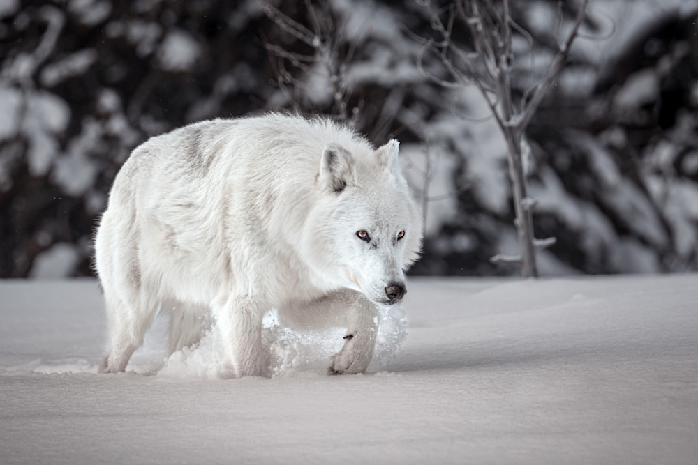 Trudging Snow Wolf, Montana Photography Art | Kim Clune, Photographer Untamed