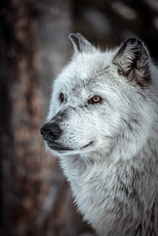 Smiling Wolf, Montana Photography Art | Kim Clune, Photographer Untamed
