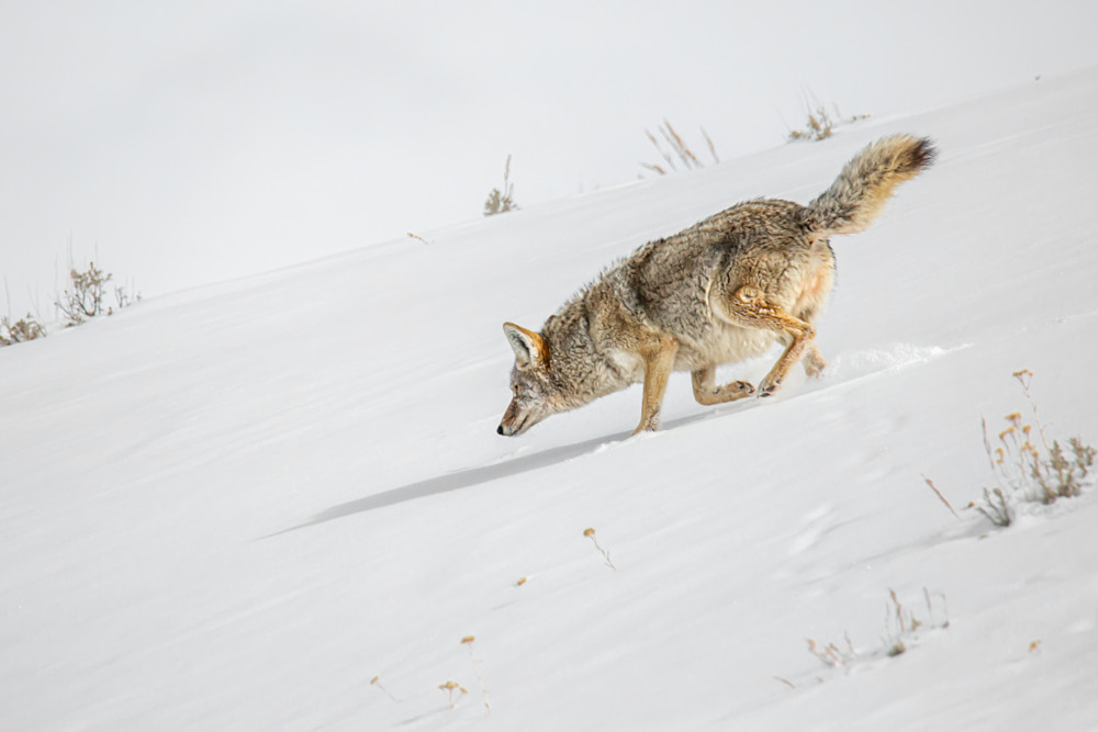 Downhill Coyote, Yellowstone Photography Art | Kim Clune, Photographer Untamed