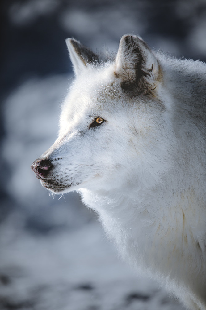 Wolf Profile, Montana Photography Art | Kim Clune, Photographer Untamed