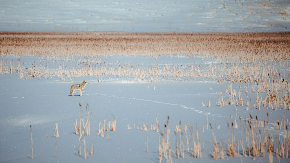 Field Coyote, The Tetons Photography Art | Kim Clune, Photographer Untamed