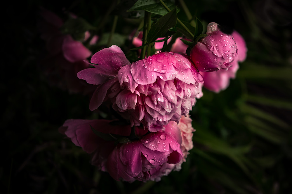 Drenched Morning Peonies Photography Art | Kim Clune, Photographer Untamed