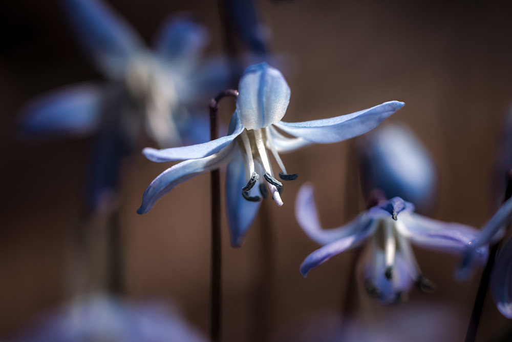 Sweet Siberian Squill Photography Art | Kim Clune, Photographer Untamed