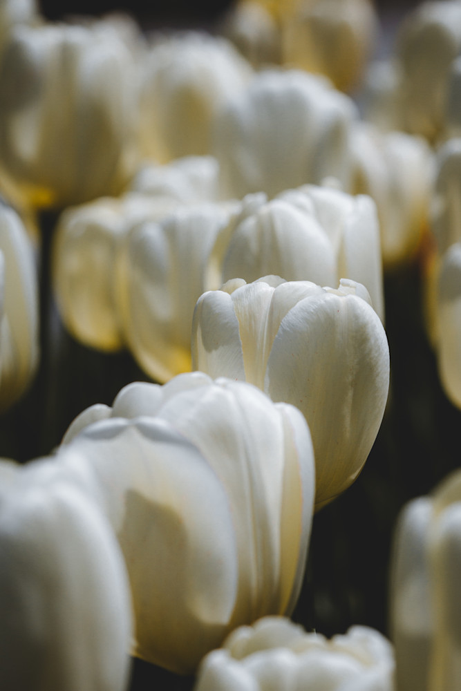 White Tulip Row Photography Art | Kim Clune, Photographer Untamed