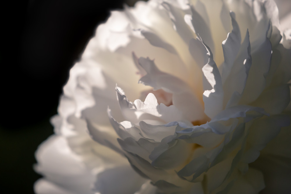 White Frost Peony  Photography Art | Kim Clune, Photographer Untamed