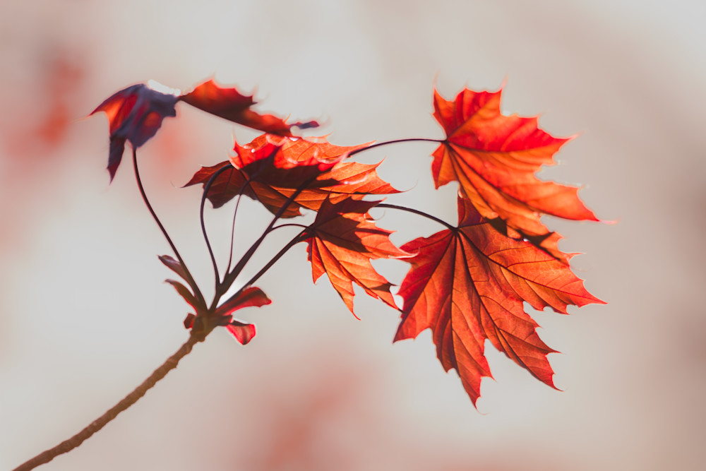 Unfurling, Red Maple Photography Art | Kim Clune, Photographer Untamed