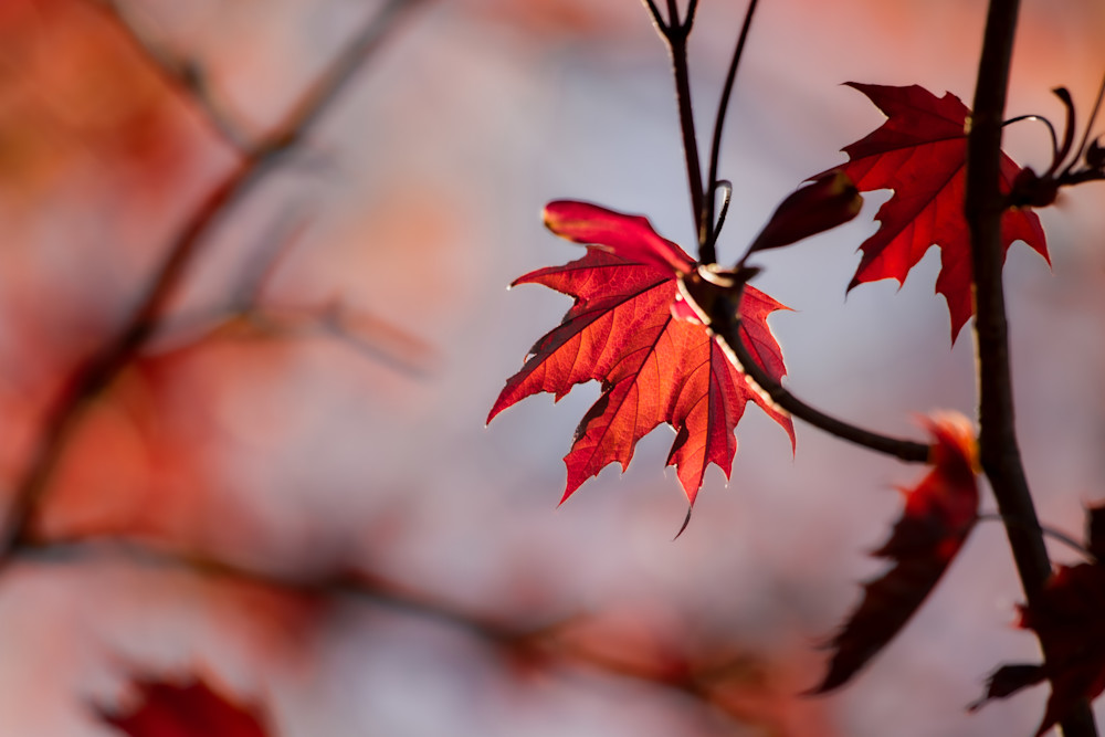 Young Red Maple Leaf Photography Art | Kim Clune, Photographer Untamed