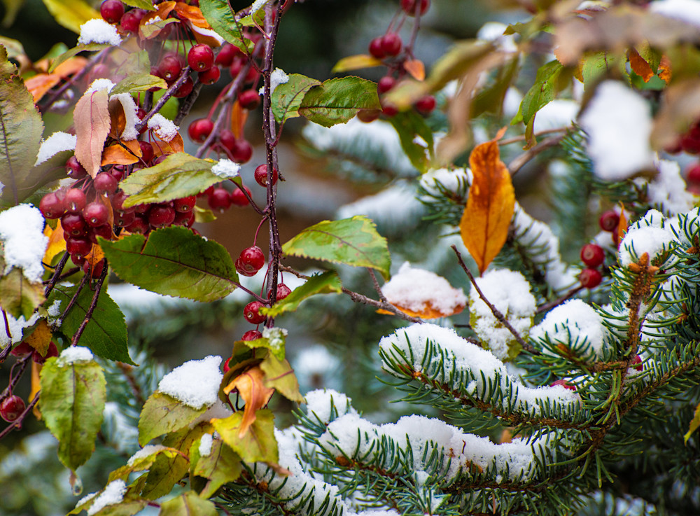 Seasons Collide Photography Art | RuddFotos