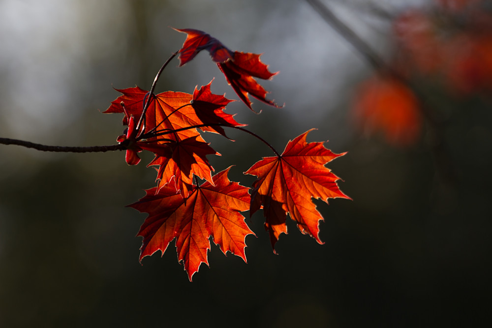 Red Maple Unfurled Photography Art | Kim Clune, Photographer Untamed