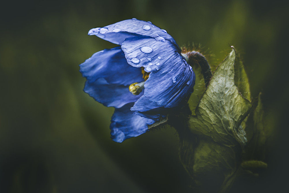 Blue Himalayan Poppy Photography Art | Kim Clune, Photographer Untamed