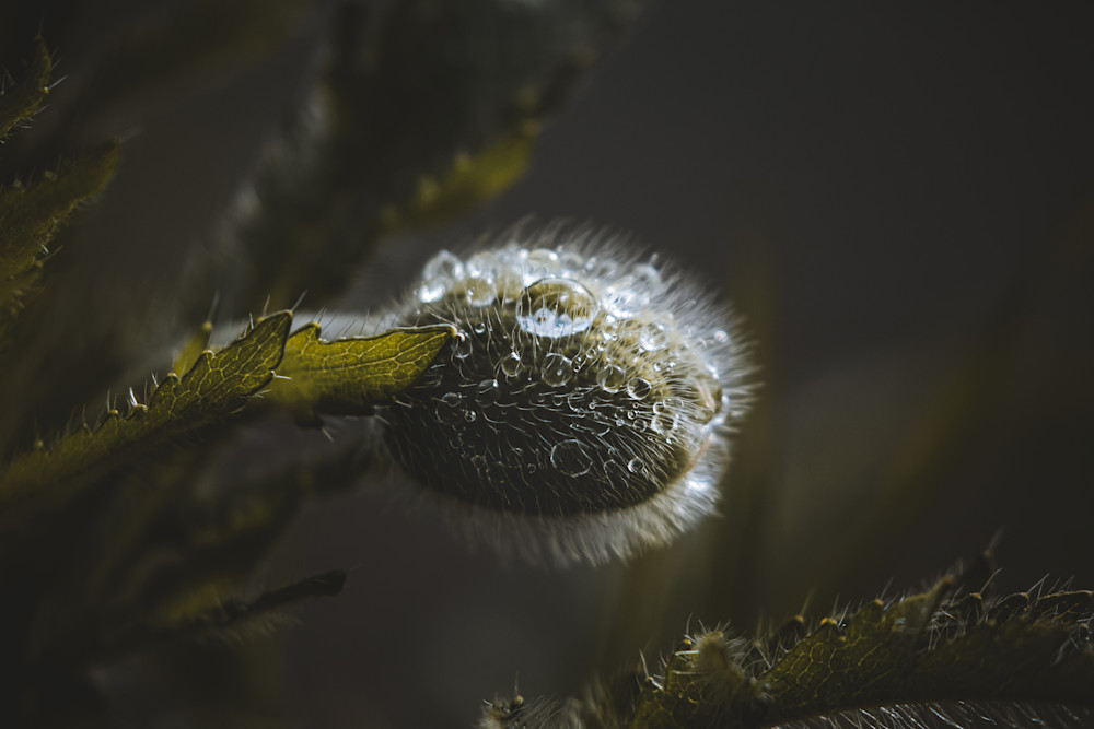 Poppy Blossom Photography Art | Kim Clune, Photographer Untamed
