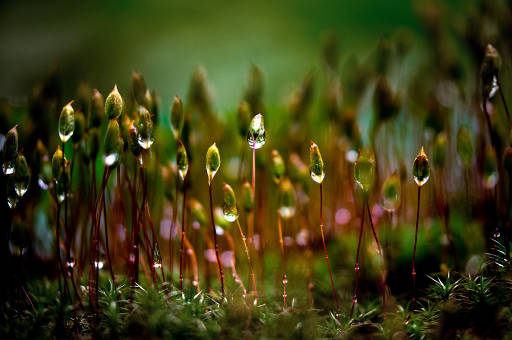 Misty Moss Seeds Photography Art | Kim Clune, Photographer Untamed
