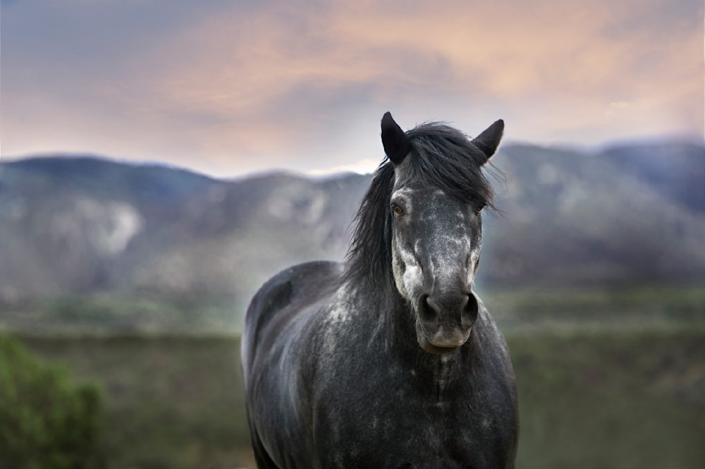 A close-up of a black horse looking at the camera with mountains in the blurry background. Original public domain image from Wikimedia Commons