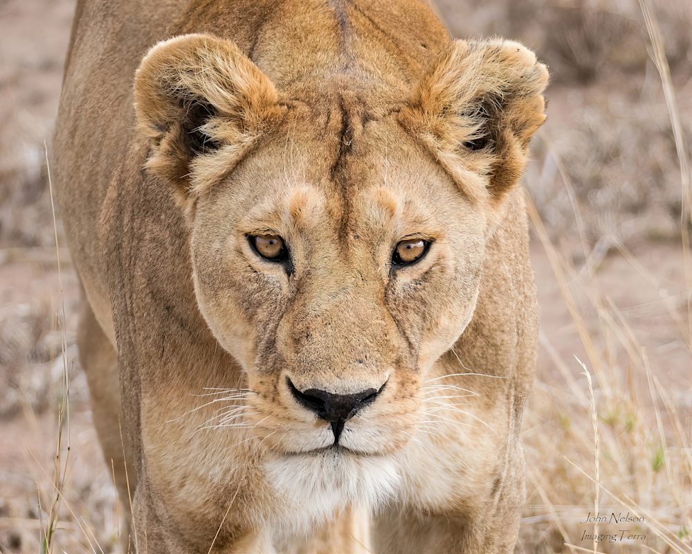 Lioness Photography Art | johnnelson