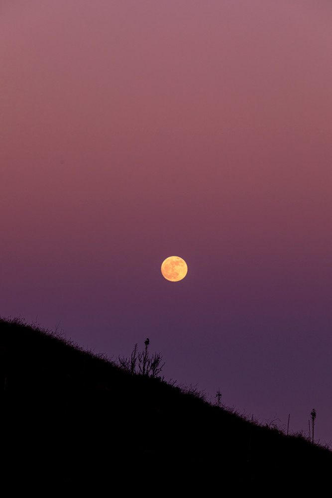 Rose Moonrise Over Malibu II photograph