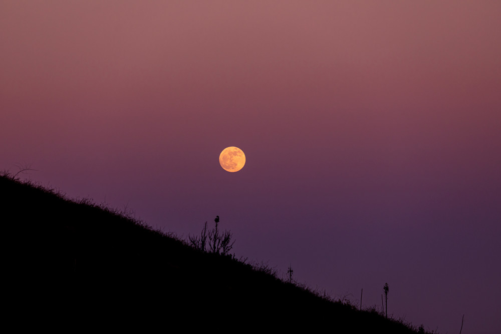 Rose Moonrise Over Malibu I Photography Art | Holly Parker LLC